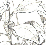 croquis et illustrations